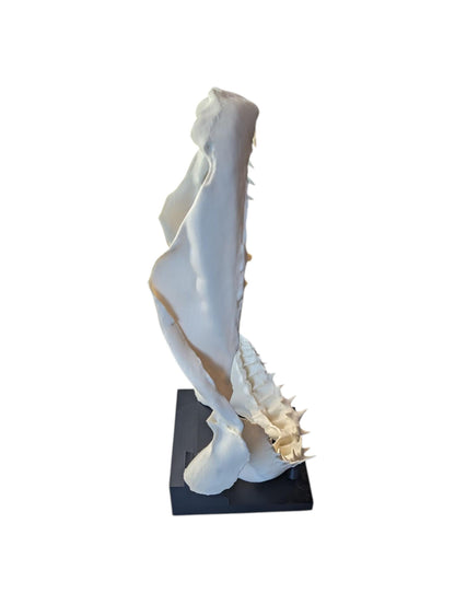 Great White Shark Jaw Replica | 33cm Large Skull Model | Marine Décor