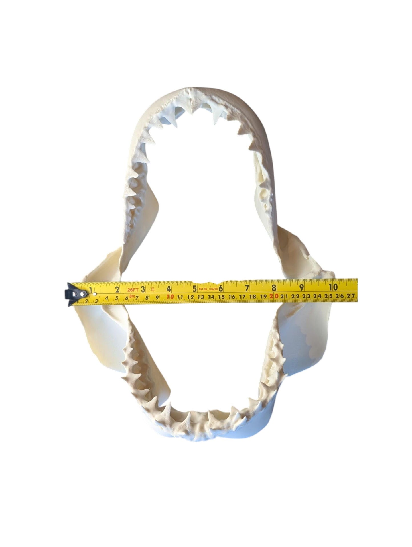 Great White Shark Jaw Replica | 33cm Large Skull Model | Marine Décor