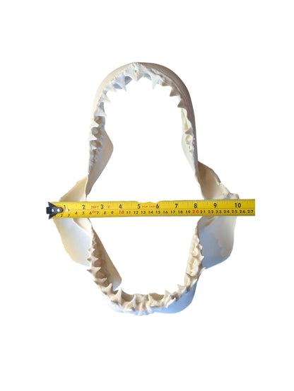 Great White Shark Jaw Replica | 33cm Large Skull Model | Marine Décor