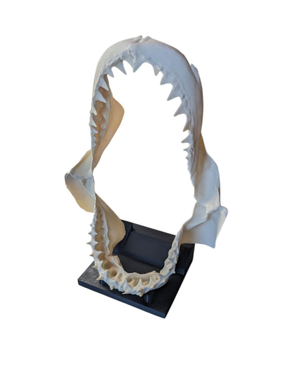 Great White Shark Jaw Replica | 33cm Large Skull Model | Marine Décor