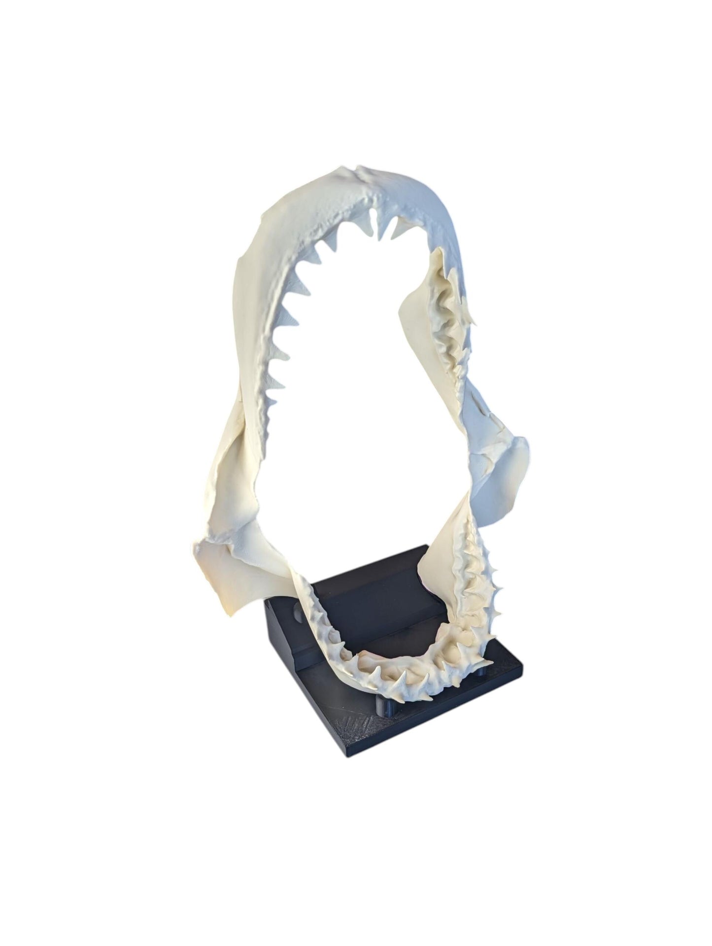 Great White Shark Jaw Replica | 33cm Large Skull Model | Marine Décor