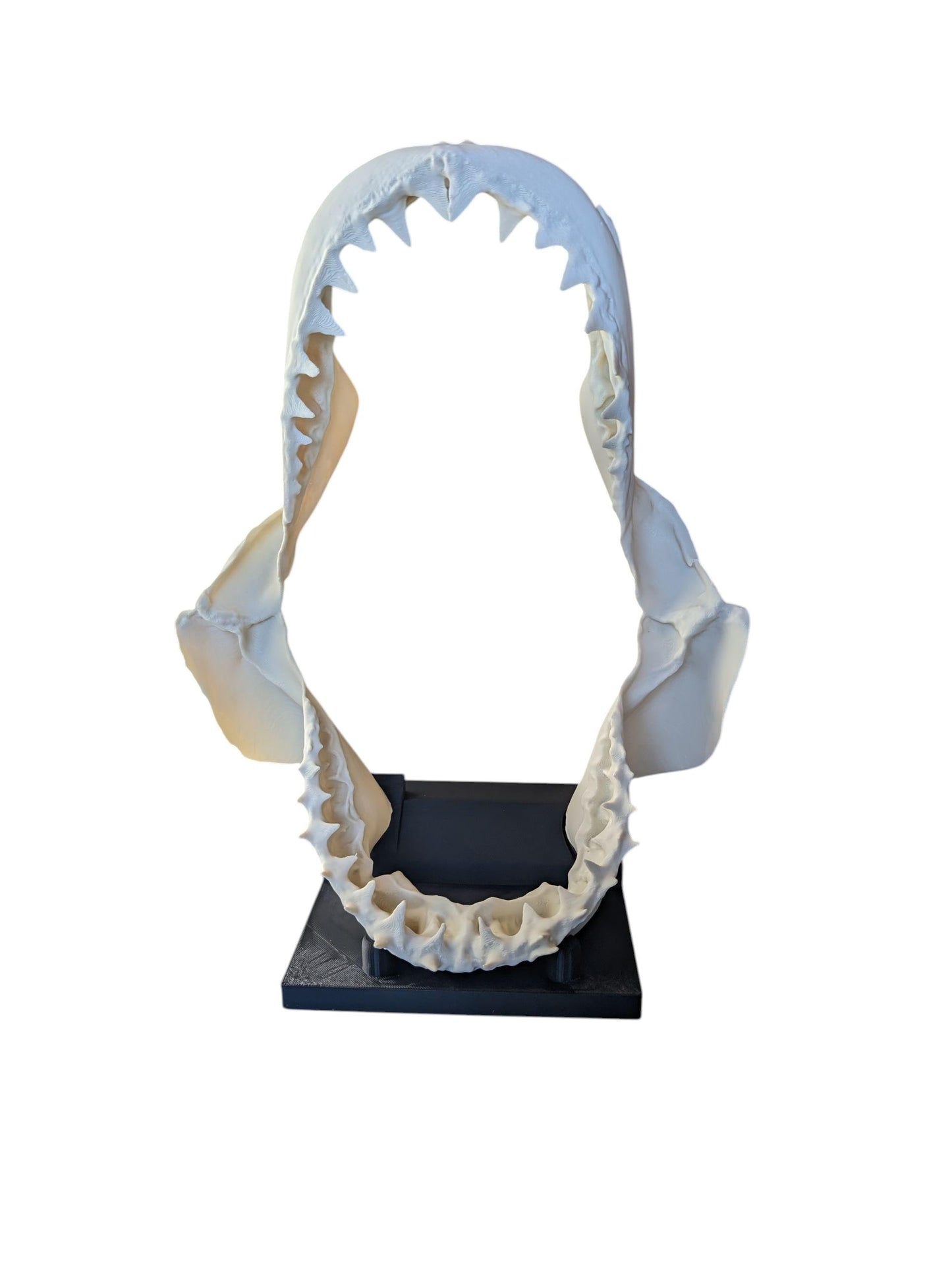 Great White Shark Jaw Replica | 33cm Large Skull Model | Marine Décor