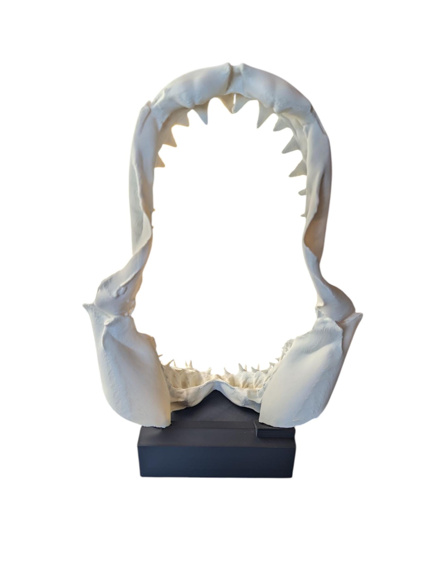 Great White Shark Jaw Replica | 33cm Large Skull Model | Marine Décor