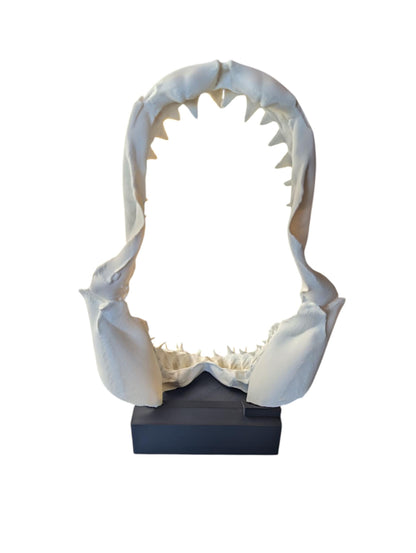 Great White Shark Jaw Replica | 33cm Large Skull Model | Marine Décor