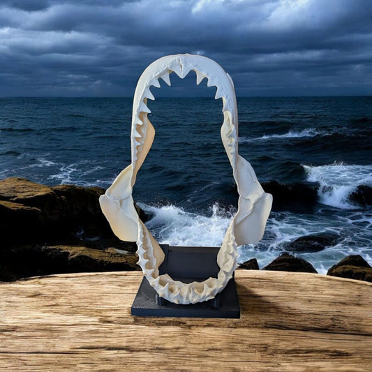 Great White Shark Jaw Replica | 33cm Large Skull Model | Marine Décor